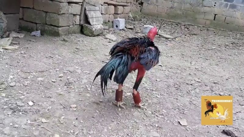 Các bài tập lực cho gà chọi phổ biến và hiệu quả nhất