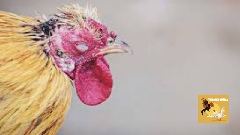 Các bước điều trị bệnh đậu gà từ giai đoạn mới bùng phát