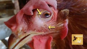 Cách chữa gà bị phù