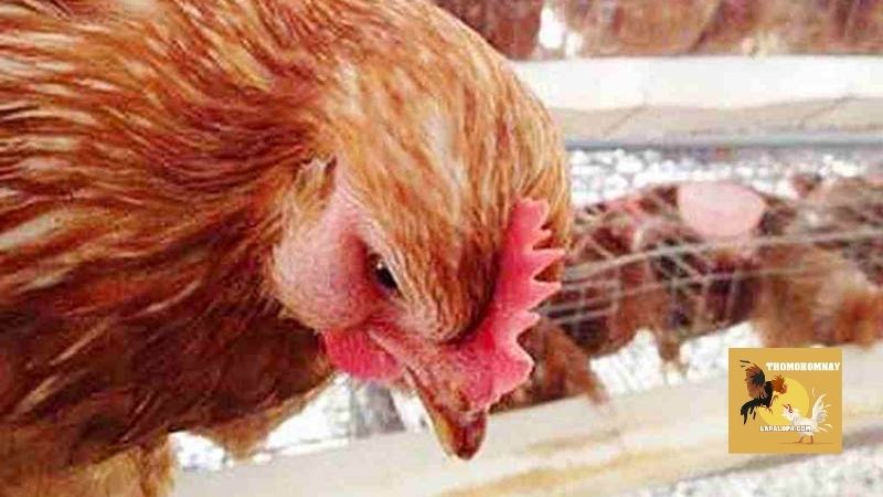 Cách chữa gà bị phù và những trường hợp thường gặp nhất