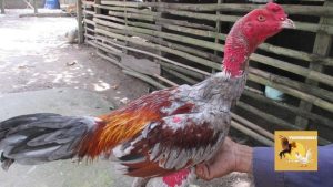 Cách chữa gà không chịu ăn