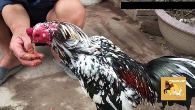 Cách chữa gà không chịu ăn do hệ tiêu hóa đang gặp vấn đề