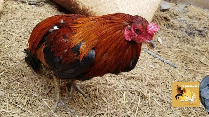 Cách chữa gà không chịu ăn và những nguyên nhân thường gặp