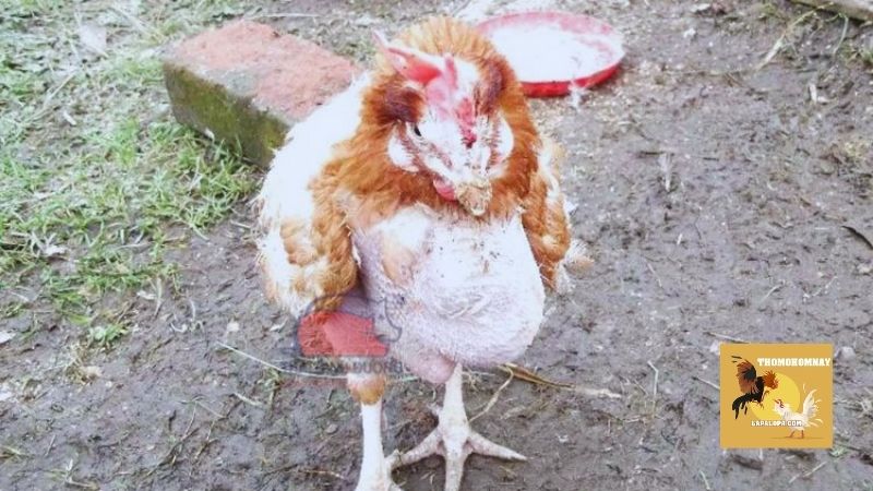 Cách điều trị gà bị chướng diều khô chân cực dễ