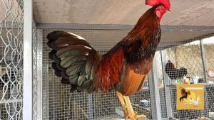 Cách lai tạo gà đá cựa