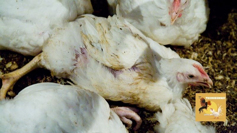 Cách nhận biết một số triệu chứng của bệnh bạch lỵ ở gà
