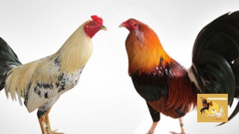 Cách phân loại một số loại thuốc nuôi gà đá hiện nay