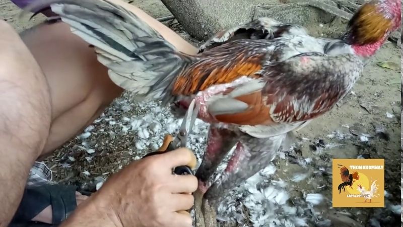 Cách tỉa lông gà chọi cho khu vực ngực và lườn