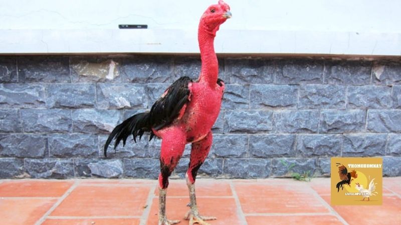 Cách tỉa lông gà chọi là gì, khi nào cần thực hiện?