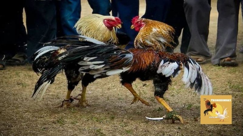 Đá gà cựa dao hấp dẫn, tốc độ và sát thương cực khủng