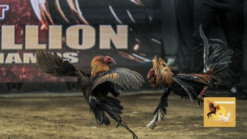 Hệ thống đá gà trực tiếp hỗ trợ độ phân giải cao