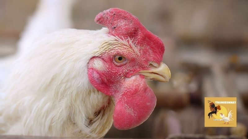 Dấu hiệu nhận biết bệnh tụ huyết trùng ở gà đơn giản nhất