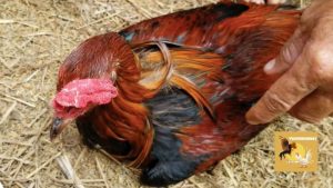 Gà bị chướng diều khô chân