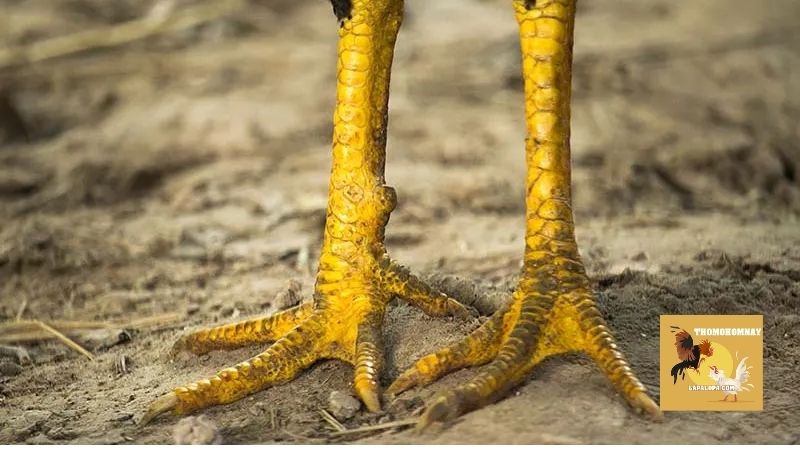 Gà bị chướng diều khô chân phát hiện sớm để điều trị