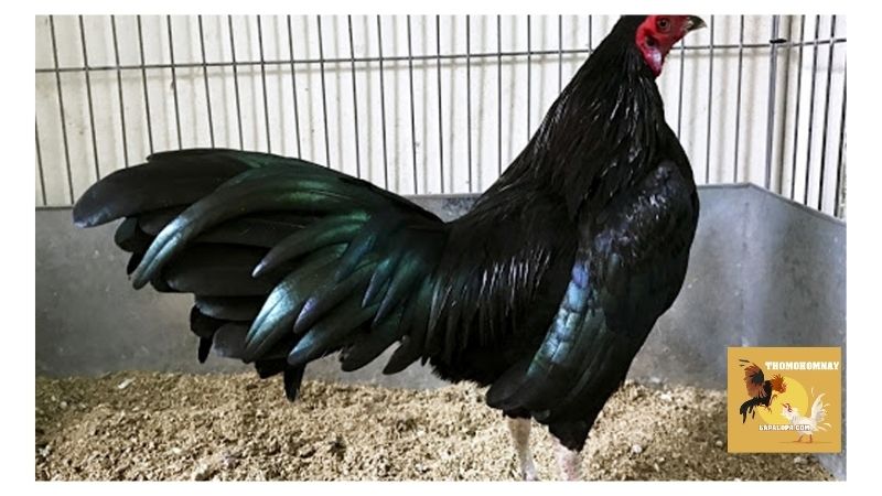 Gà ô chân trắng cũng có khả năng đá cực kỳ tốt