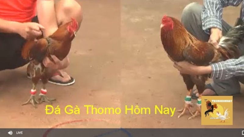 Hệ thống trực tiếp đá gà Thomohomnay - Chất lượng, uy tín, chuyên nghiệp