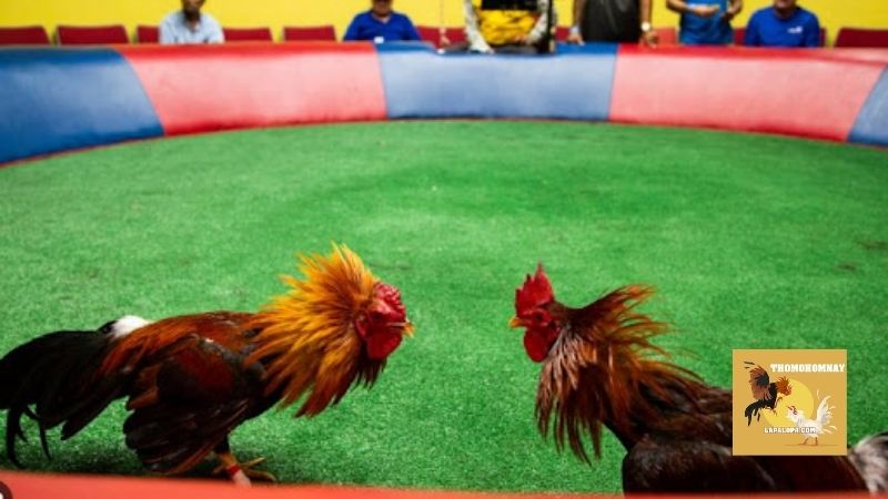 Hướng dẫn sử dụng website và tính năng xem đá gà trực tuyến