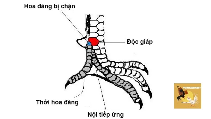 Hướng dẫn xem vảy gà thông qua một số loại thông dụng hiện nay