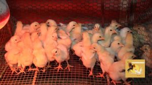 Kỹ thuật úm gà con