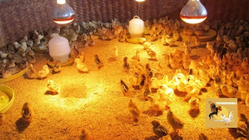 Kỹ thuật úm gà con cho giống gà chọi, gà lấy thịt phổ biến 4 Kỹ thuật úm gà con luôn là một phần quan trọng không thể thiếu