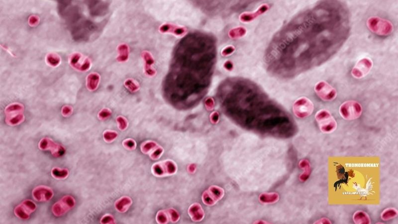 Tổng hợp một số cách điều trị bệnh tụ huyết trùng ở gà