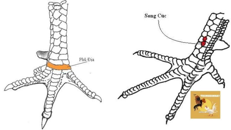 Xem vảy gà chọi như thế nào, vì sao nó lại quan trọng?
