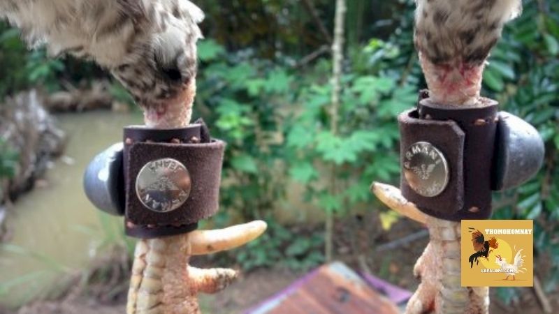 Một số nguyên tắc cơ bản khi tập lực cho gà chọi