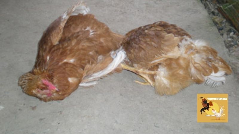 Mức độ nguy hiểm không thể lường trước của bệnh Marek ở gà