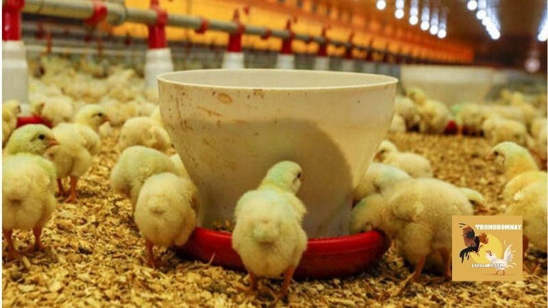 Kỹ thuật úm gà con cho giống gà chọi, gà lấy thịt phổ biến 5 Những bước chuẩn bị quan trọng trước khi bước vào kỹ thuật úm gà con