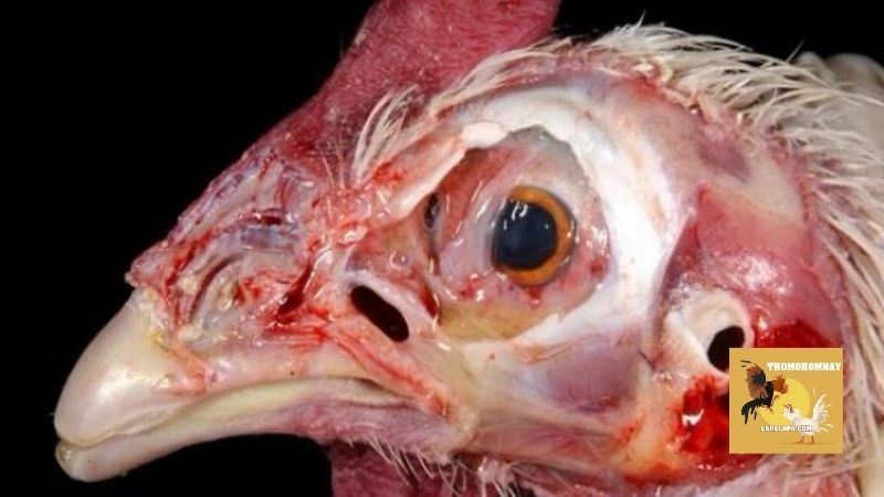 Những nguyên nhân chính gây nên bệnh tụ huyết trùng ở gà