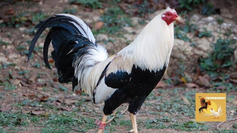 Hướng dẫn cách lai tạo gà đá cựa, chọn giống trống mái 5 Những nguyên tắc quan trọng trong cách lai tạo gà đá cựa