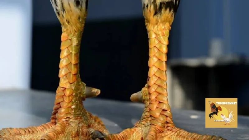 Phân chia các lớp cơ bản trong cách xem vảy gà chọi