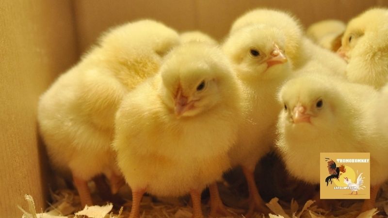 Kỹ thuật úm gà con cho giống gà chọi, gà lấy thịt phổ biến 6 Phương pháp chăm sóc đúng cách trong kỹ thuật úm gà con