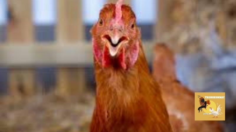 Phương pháp điều trị bệnh bạch lỵ ở gà qua từng bước công đoạn