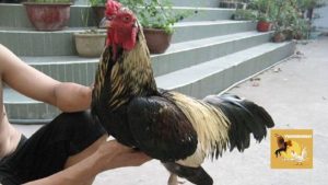 Tập lực cho gà chọi