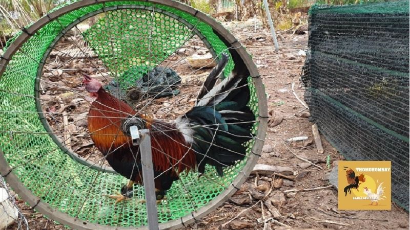 Tập lực cho gà chọi là gì và không tập thì có bị làm sao không?