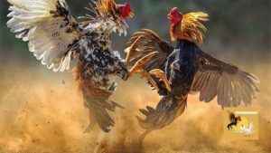 Thuốc nuôi gà đá