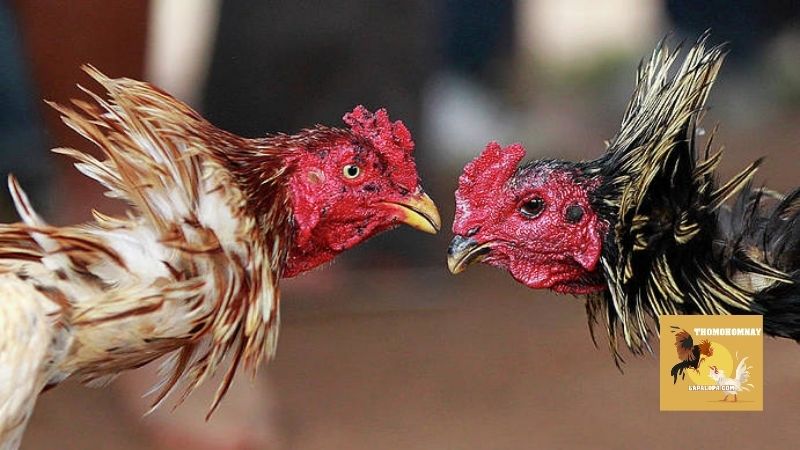 Liệu rằng thuốc nuôi gà đá có thật sự mang lại hiệu quả?