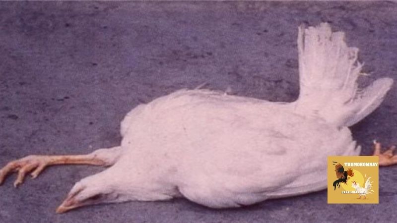 Tổng quan về bệnh Marek ở gà, nguy hiểm không kém cúm gia cầm