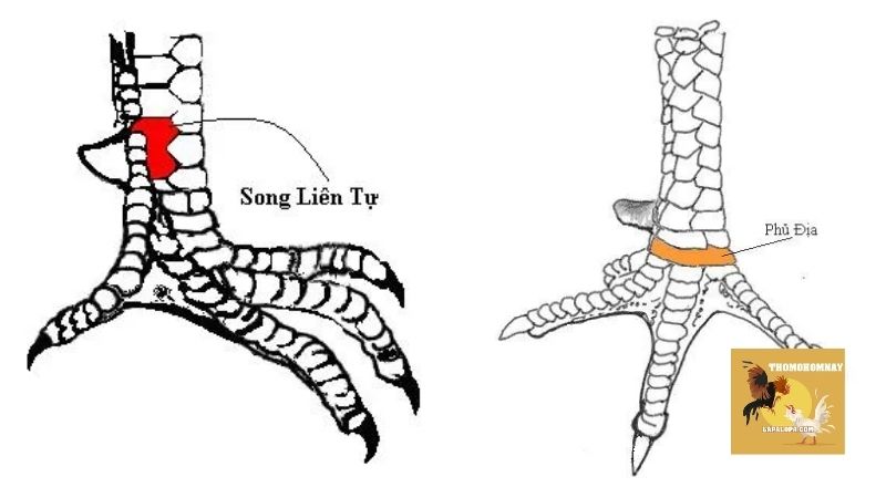Vấn sáo - Lớp vảy gà chọi độc đã quá nổi tiếng