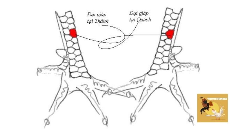 Vảy gà chọi độc luôn là những đặc điểm được sư kê săn lùng
