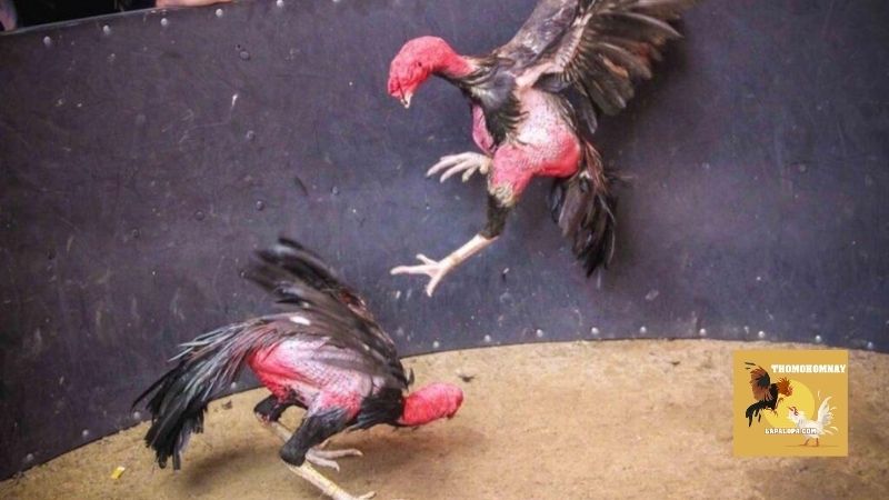 Website trực tiếp đá gà với bình luận tiếng Việt chuẩn nhất