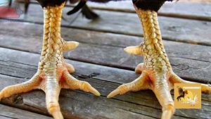 Xem vảy gà chọi