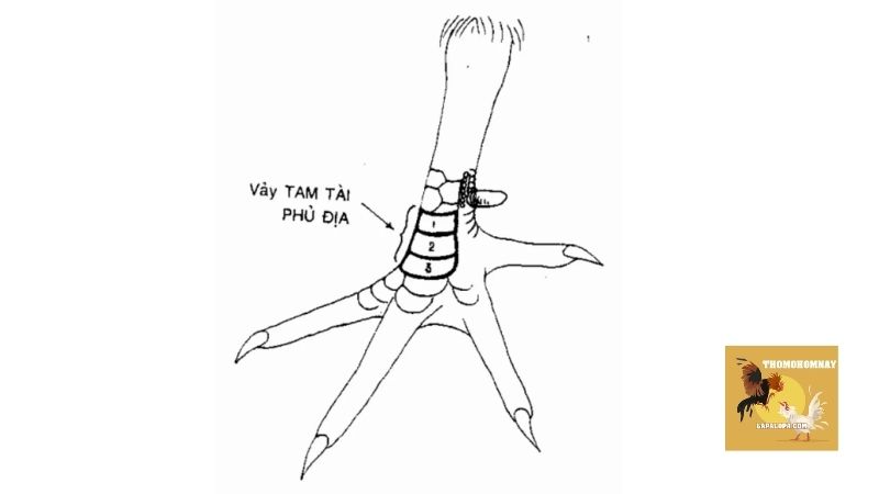 Một số loại phổ biến khi tiến hành xem vảy gà chọi