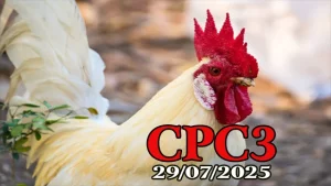 Clip Đá Gà Thomo Hôm Nay C3 Chuẩn HD Ngày 29/07/2025