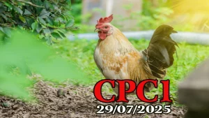 Đá Gà Trực Tiếp Thomo C1 Mới Nhất Ngày 29/07/2025