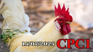 Xem Lại Đá Gà Thomo C1 Hôm Nay 15/07/2025