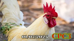 Xem full clip đá gà trực tiếp Thomo hôm nay C3 ngày 01/07/2025. Clip chất lượng HD, không che, cập nhật nóng từng trận gà đỉnh cao!