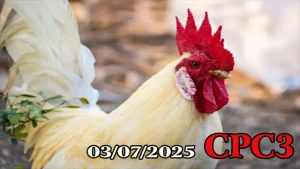 Full Clip Đá Gà Thomo Hôm Nay C3 Ngày 03/07/2025