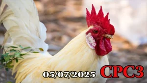 Xem ngay Full Clip Đá Gà Thomo Hôm Nay C3 Ngày 05/07/2025